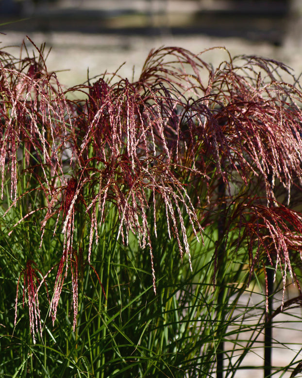 Miscanthus 'Red Cloud'