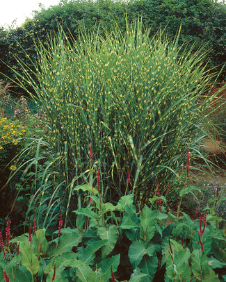 Miscanthus 'Strictus' Miscanthus 'Strictus'