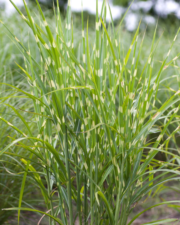 Miscanthus 'Strictus'
