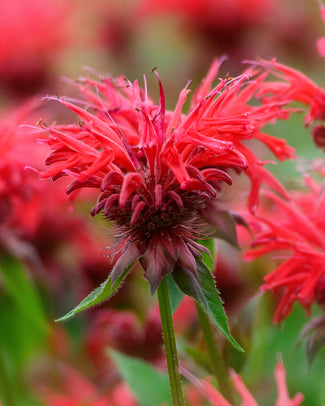 Monarda 'Fireball' Monarda 'Fireball'
