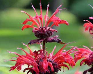 Monarda 'Fireball' Monarda 'Fireball'