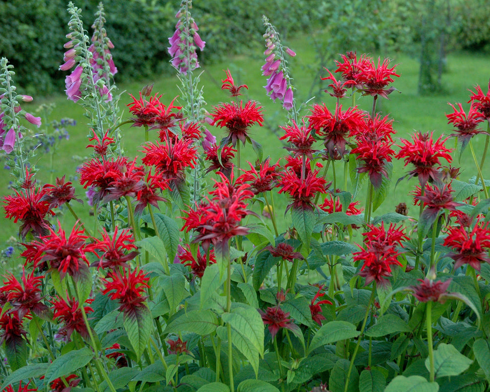 Monarda 'Fireball'