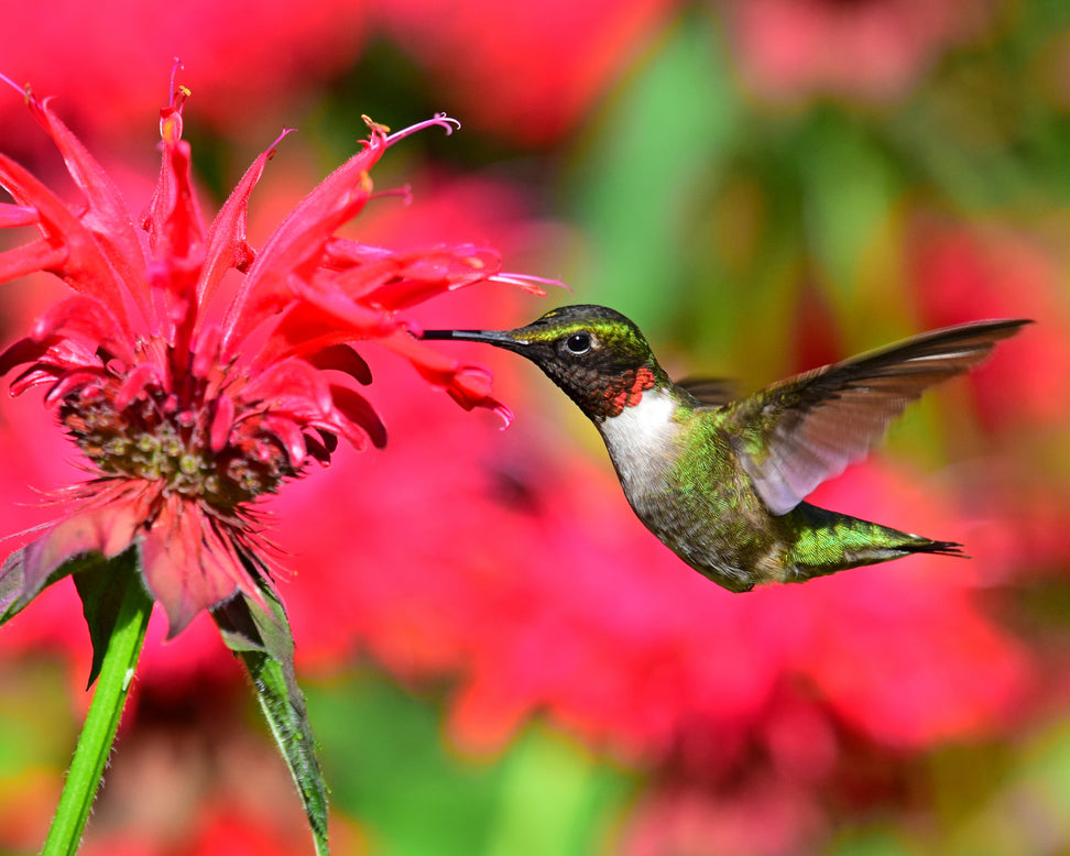 Monarda 'Fireball'