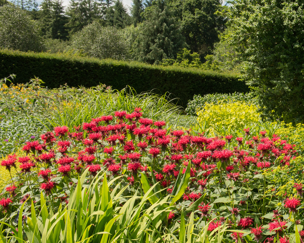 Monarda 'Fireball'