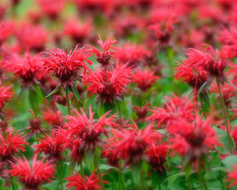 Monarda 'Fireball'