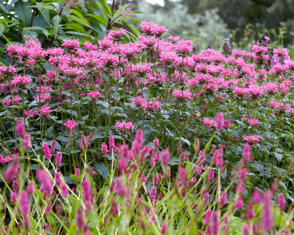 Monarda 'Marshall's Delight'