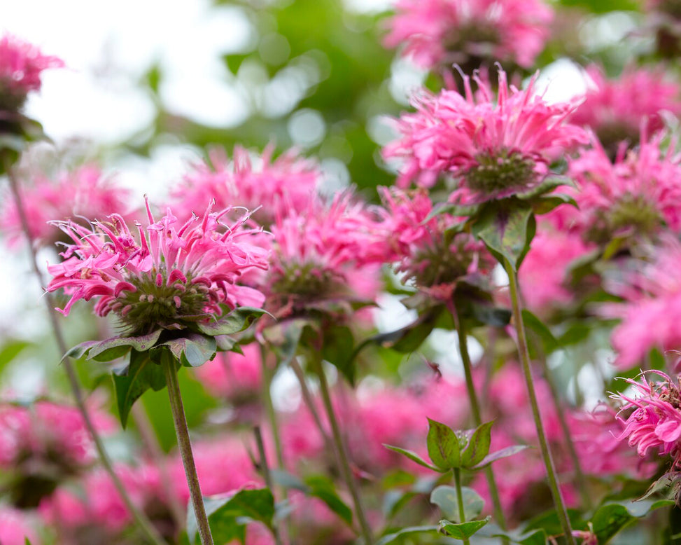 Monarda 'Marshall's Delight'