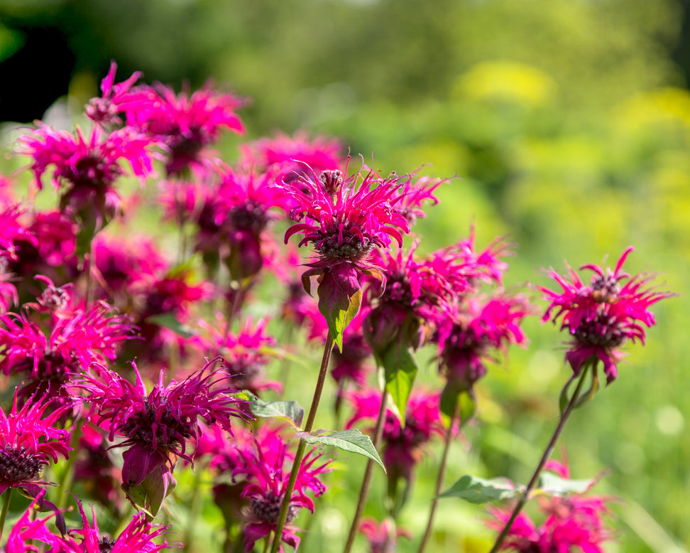 Monarda 'Pink Supreme'