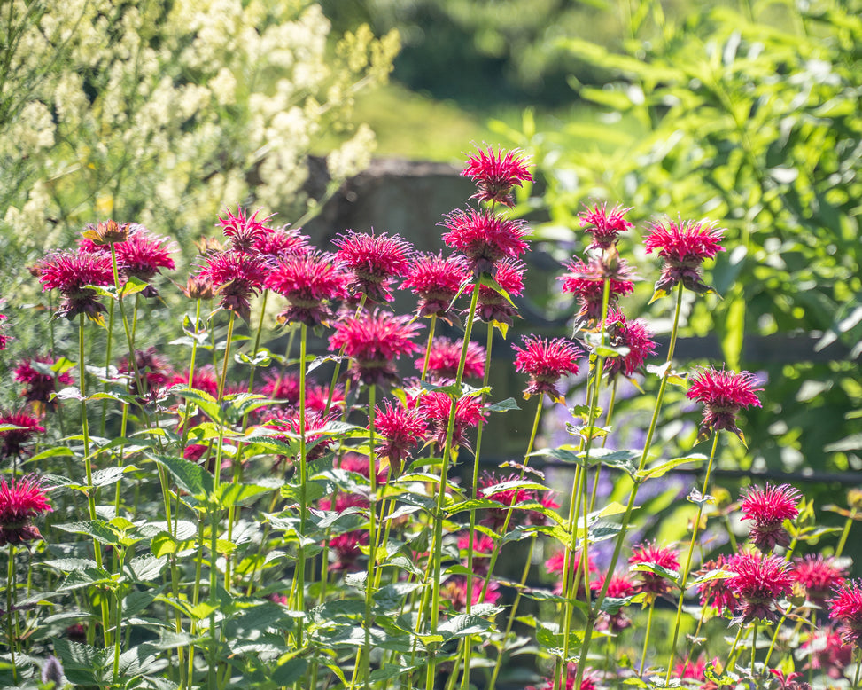 Monarda 'Pink Supreme'