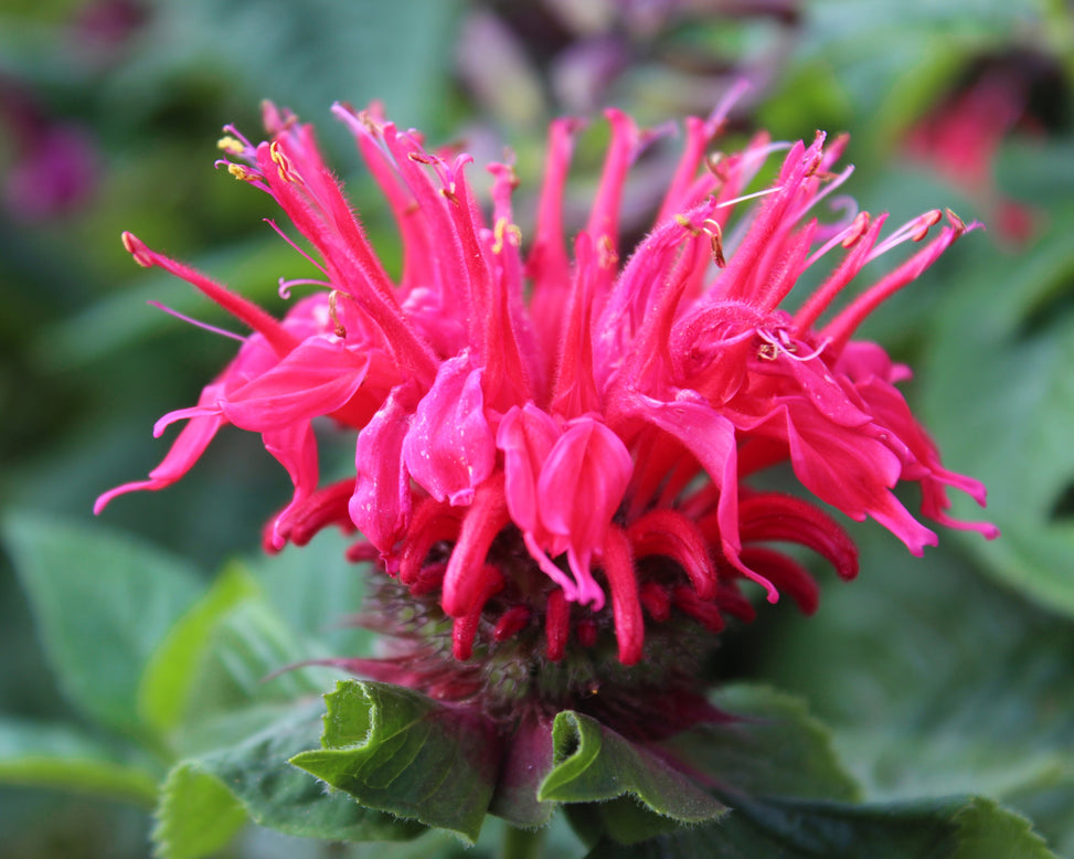 Monarda 'Pink Supreme'