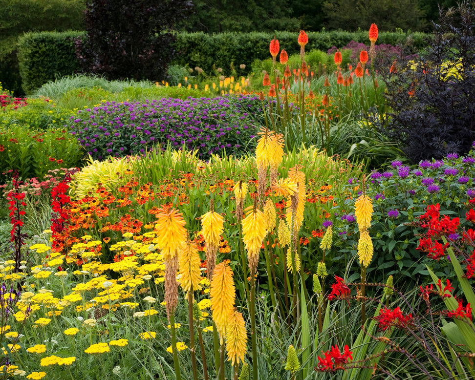 Monarda 'Prärienacht'