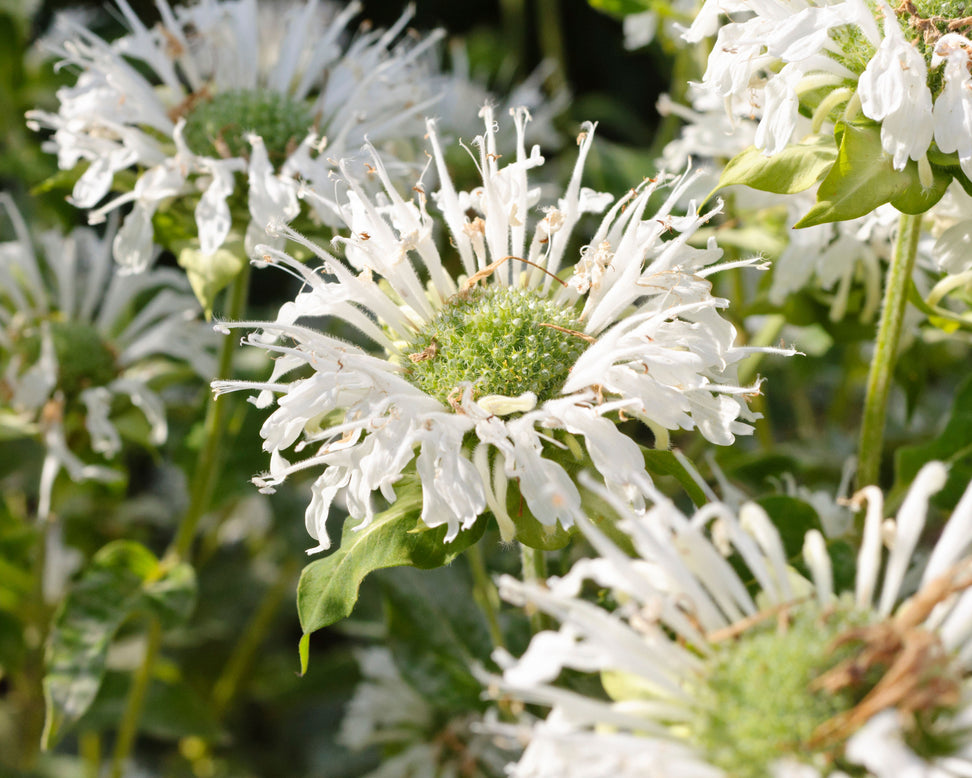 Monarda 'Schneewittchen'