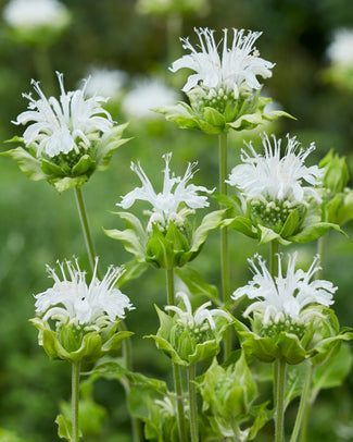 Monarda 'Schneewittchen' Monarda 'Schneewittchen'