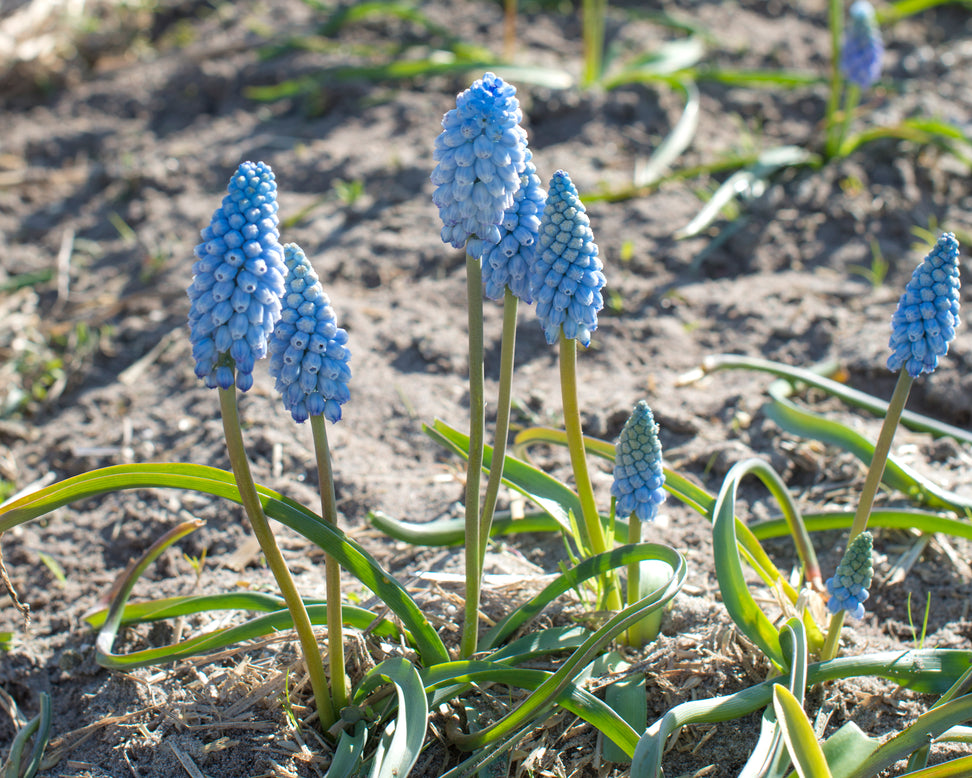 Muscari 'Baby's Breath'