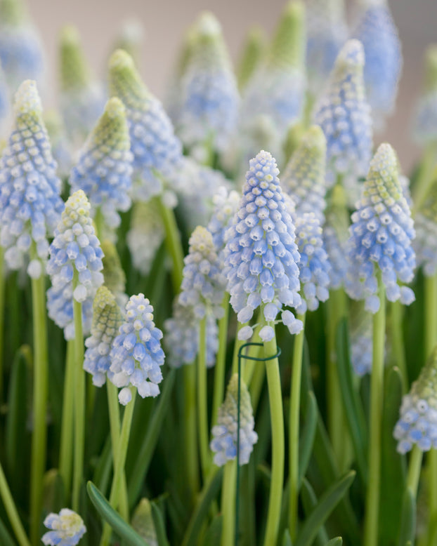 Muscari 'Baby's Breath'