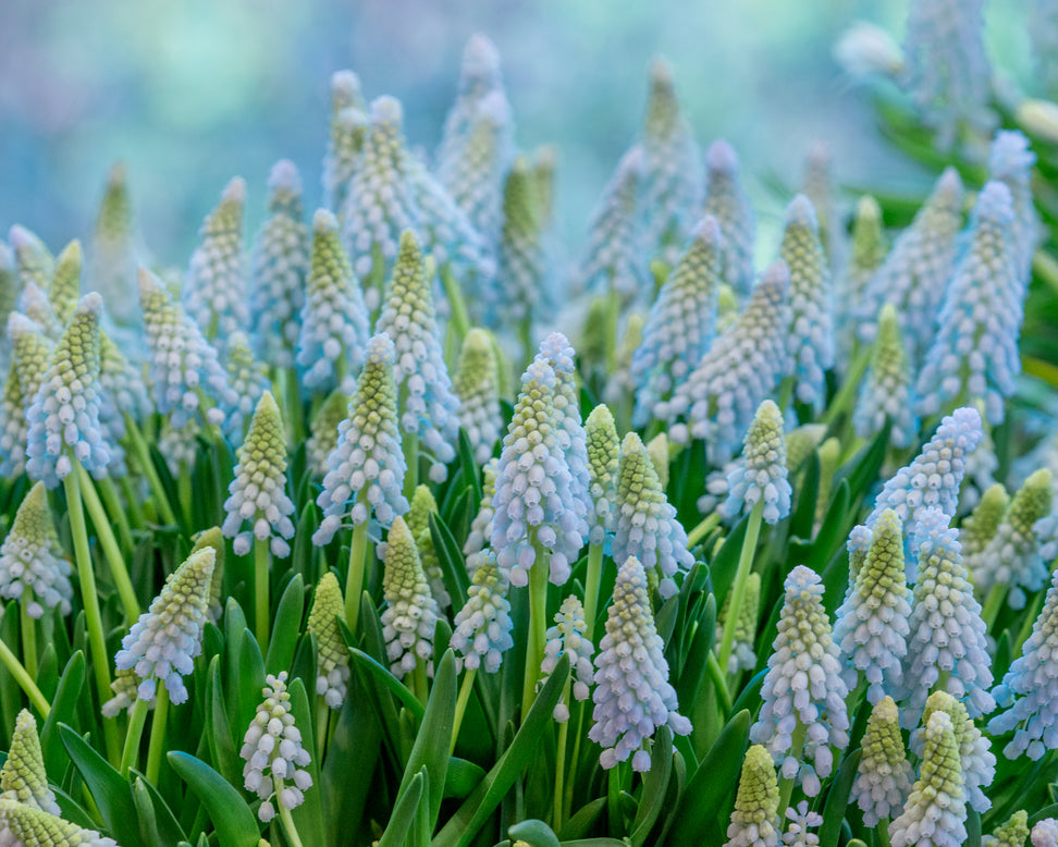 Muscari 'Baby's Breath'