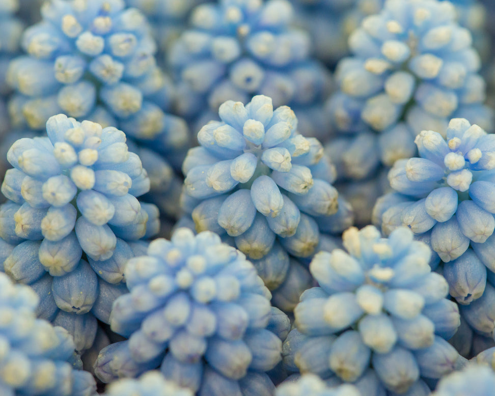 Muscari 'Baby's Breath'