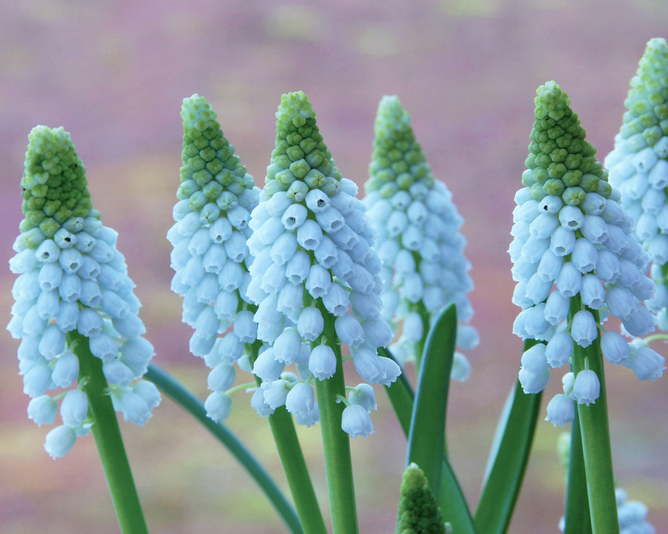 Muscari 'Baby's Breath'