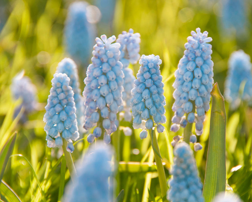 Muscari 'Baby's Breath'