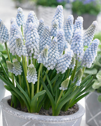 Muscari 'Baby's Breath' Muscari 'Baby's Breath'