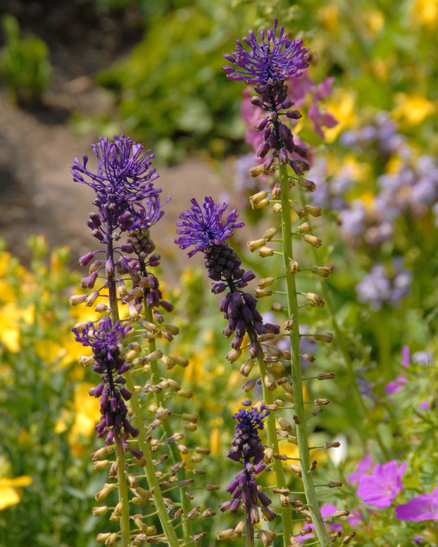 Muscari comosum