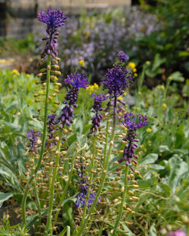 Muscari comosum