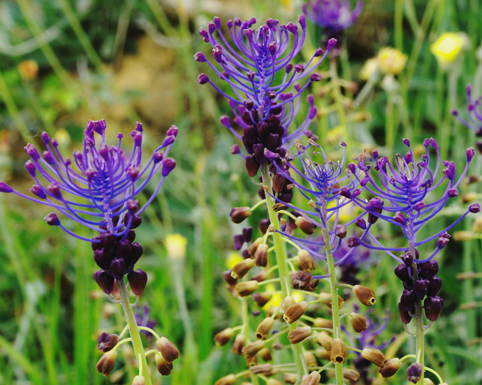 Muscari comosum