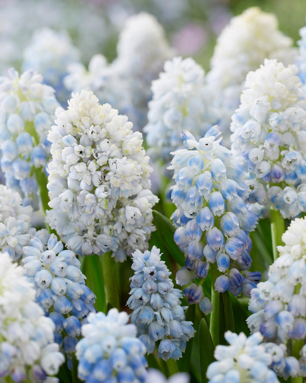 Muscari 'Nature's Beauty'