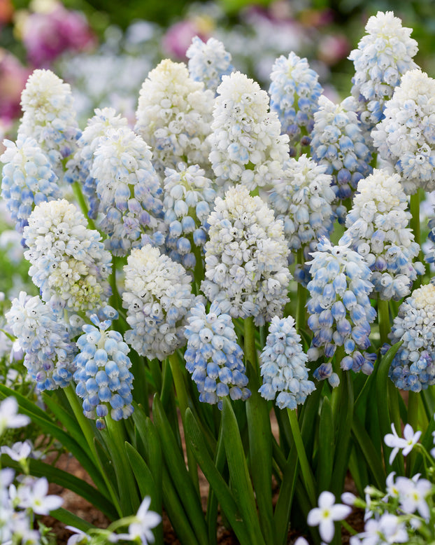 Muscari 'Nature's Beauty'