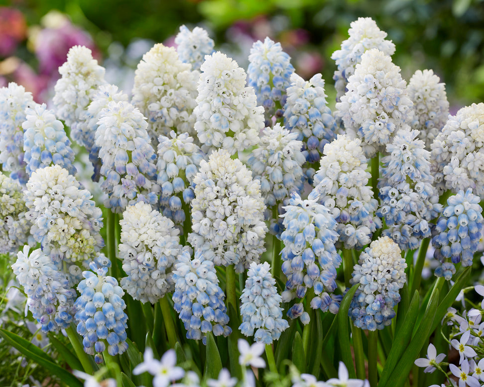 Muscari 'Nature's Beauty'