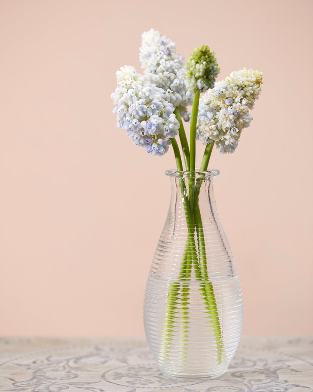 Muscari 'Nature's Beauty'