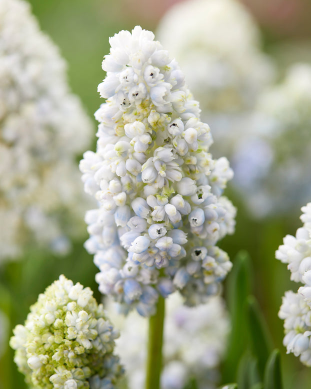 Muscari 'Nature's Beauty'