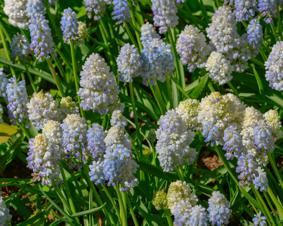 Muscari 'Nature's Beauty'