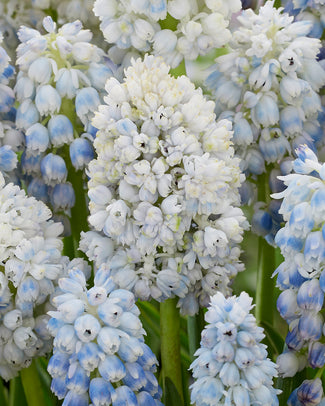 Muscari 'Nature's Beauty' Muscari 'Nature's Beauty'
