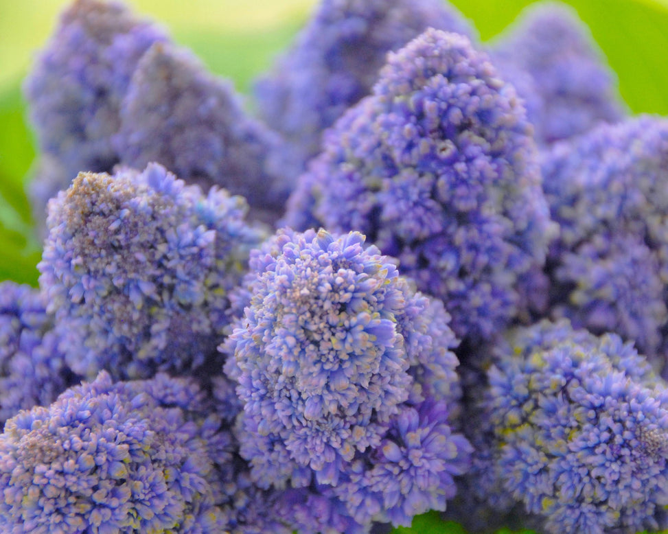 Flower Bulbsarmeniacum Fantasy Creation Bulbs UK - 3