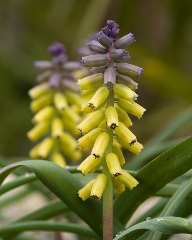 Muscari 'Golden Fragrance'