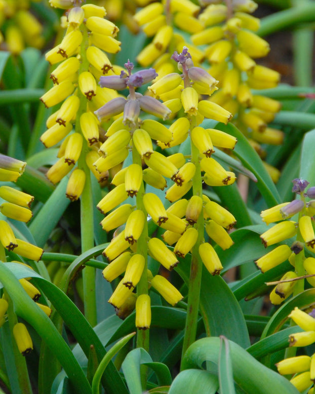 Muscari 'Golden Fragrance'