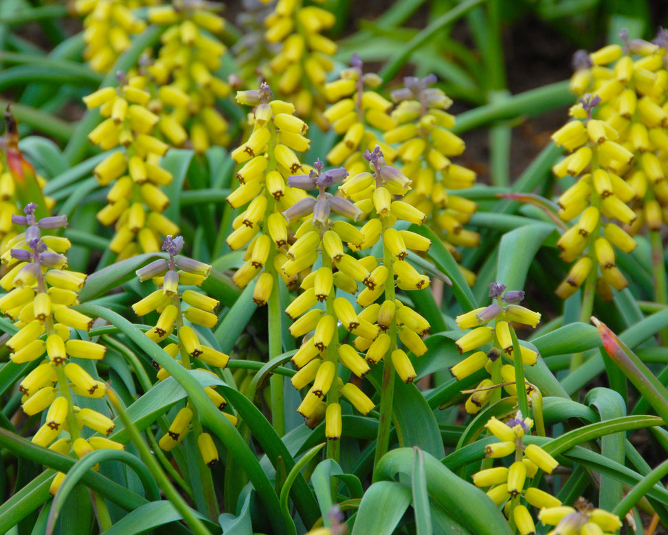Muscari 'Golden Fragrance'