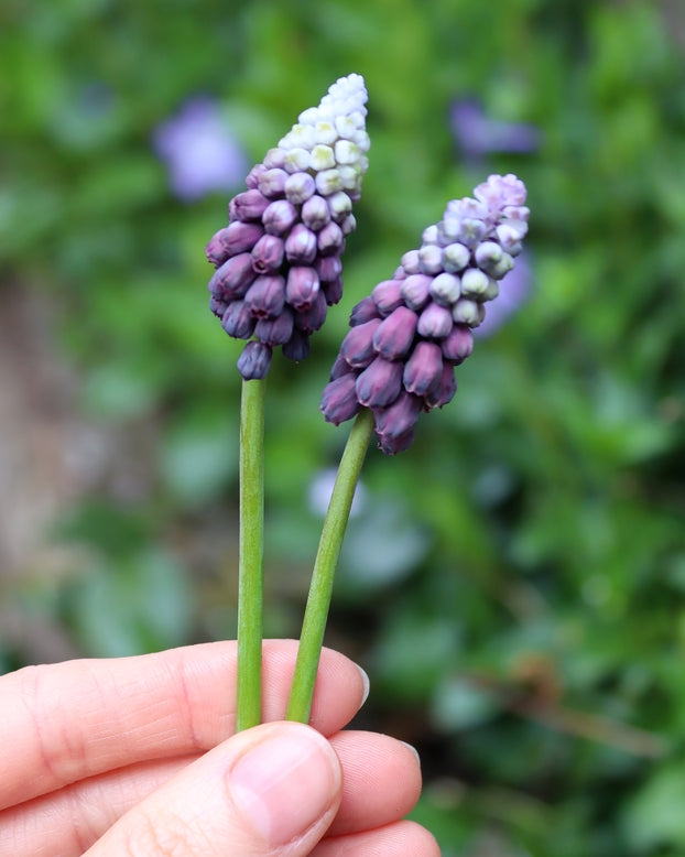 Muscari 'Grape Ice'