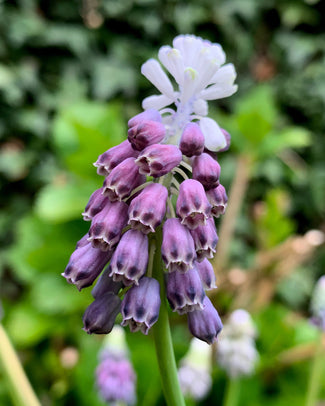 Muscari 'Grape Ice' Muscari 'Grape Ice'