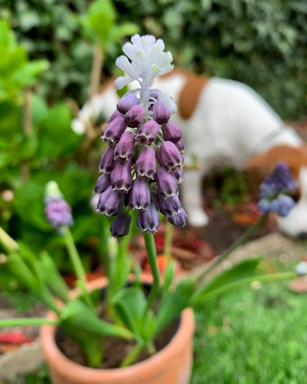 Muscari 'Grape Ice'