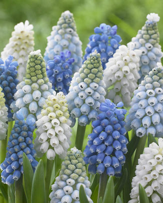 Muscari collection 'Grapevine' Muscari collection 'Grapevine'
