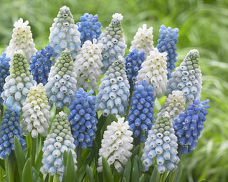 Muscari collection 'Grapevine' Muscari collection 'Grapevine'