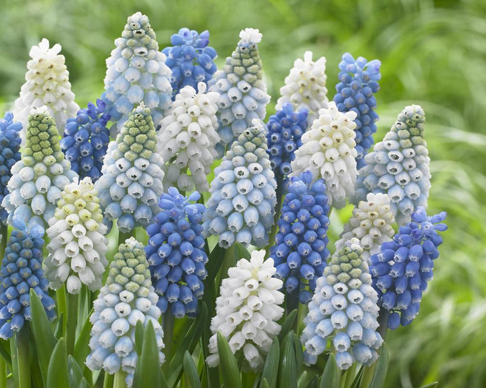 Muscari collection 'Grapevine'