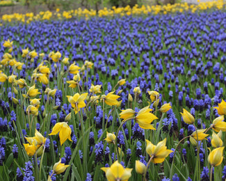 Muscari latifolium Flower BulbsLatifolium Bulbs UK - 1