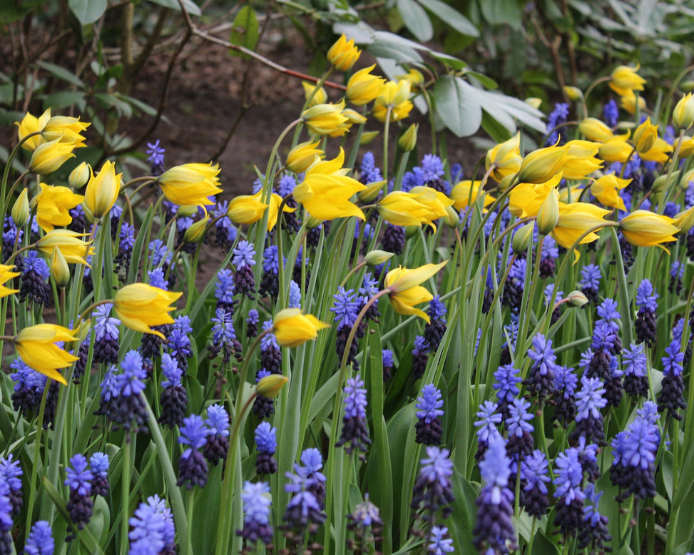Flower BulbsLatifolium Bulbs UK - 3