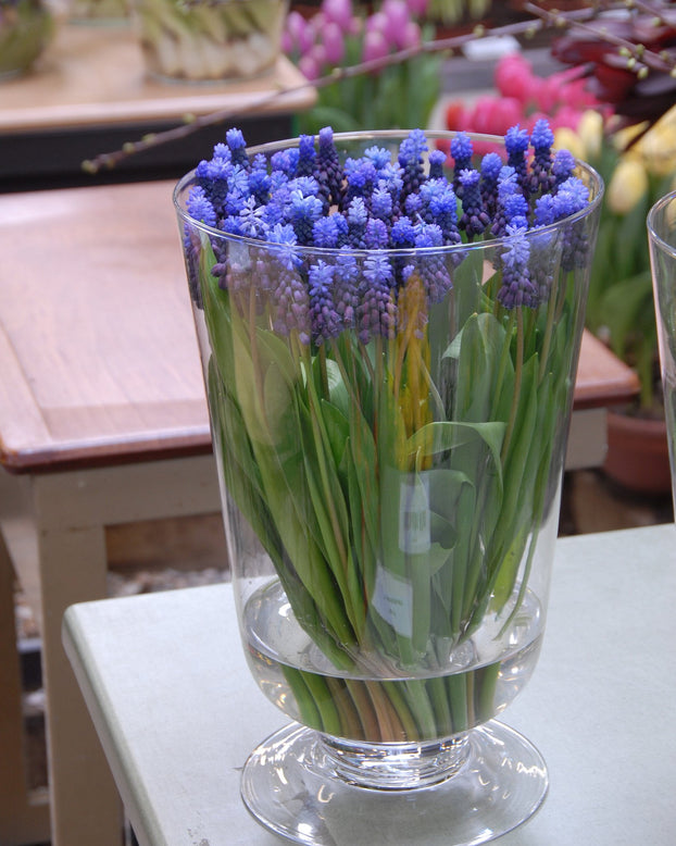 Flower BulbsLatifolium Bulbs UK - 4