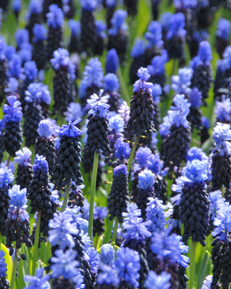 Muscari latifolium Flower BulbsLatifolium Bulbs UK - 1