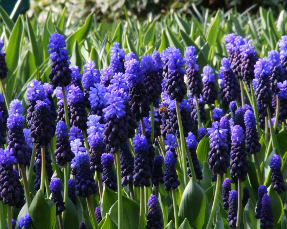 Muscari latifolium