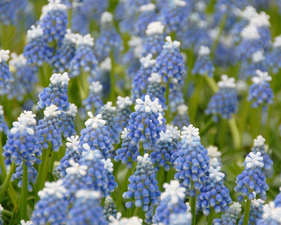 Flower BulbsMuscari Mount Hood Bulbs UK - 3